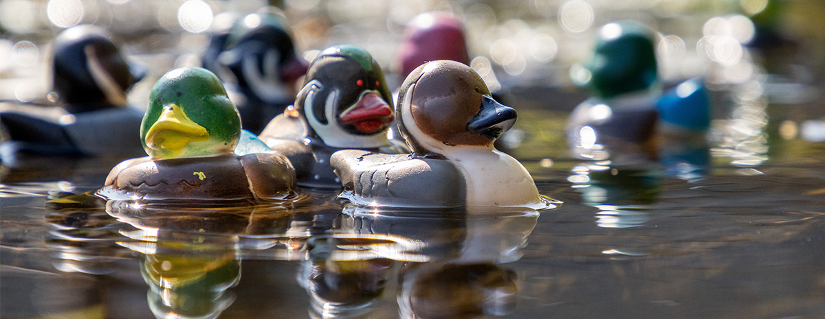 Duck Race 2026
